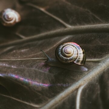 Snails with shells made of iridescent stained glass moving across a velvet leaf.