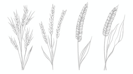 Obraz premium Linear illustration of stylized wheat stalks and grains. Various wheat sprigs sketched on a white background