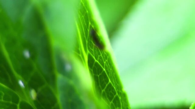 Ant on leaf in sunlight UK garden MACRO PRORES
