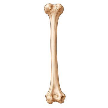 Isolated human femur or long limb bone anatomy illustration on white background, suitable for biology and medical educational use.