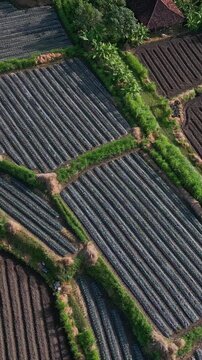 Aerial view Bali patterned plots with silver mulch rows and green borders, agronomist conducting soil survey, irrigation channels visible, modern plasticulture, vibrant contrast, vertical video