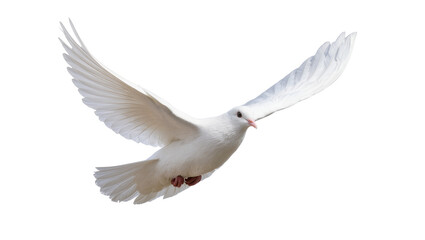 Obraz premium Graceful white dove with spread wings flying, isolated on transparent background