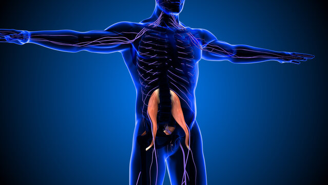 Human Anatomy Visualization Highlighting Psoas Muscles