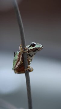 Pacific tree frog sits perched on a wire or branch, juvenile young Pacific tree frog outdoors, Pseudacris regilla vertical video