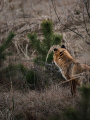 fox in dry gras © Robert