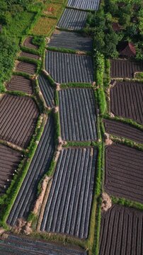 Aerial view Bali patterned plots with silver mulch rows and green borders, agronomist conducting soil survey, irrigation channels visible, modern plasticulture, vibrant contrast, vertical video
