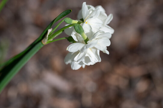Close-up of delicate white Paperwhite Narcissus flowers blooming in a cluster with yellow centers in spring sunlight.