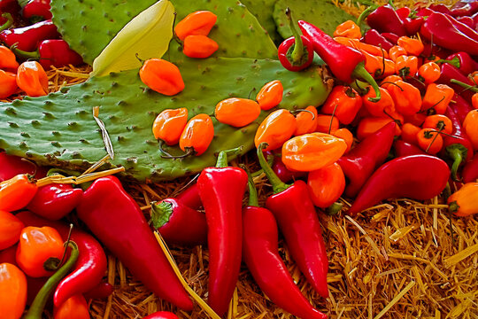 Red and orange chili peppers with prickly pear cactus