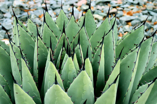 Agave leaves in geometric desert plant pattern