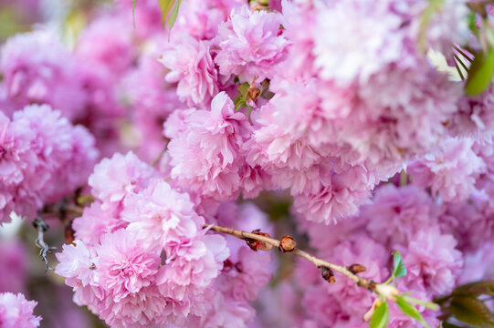 Close-up of lush pink cherry blossoms (Prunus serrulata 'Kanzan') blooming in a spring garden. Beautiful floral background with clusters of double-petal flowers in full bloom.