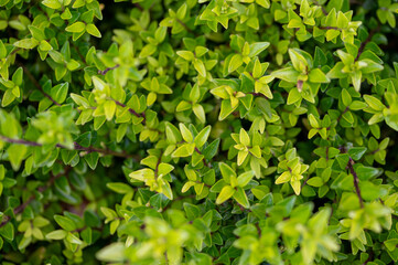 Fototapeta premium Close-up of lush green Lonicera nitida branches (Box Honeysuckle). Detailed texture of small evergreen leaves in a garden, perfect for nature, landscaping, and hedge backgrounds.