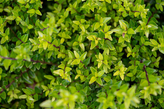 Close-up of lush green Lonicera nitida branches (Box Honeysuckle). Detailed texture of small evergreen leaves in a garden, perfect for nature, landscaping, and hedge backgrounds.