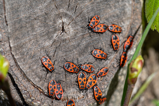 Group of firebugs (Pyrrhocoris apterus) gathering on a tree trunk in spring, close-up of red and black insects in natural habitat.
