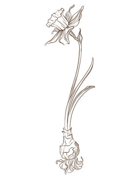 Vector illustration of daffodil flower in hand drawn line art style. Botanical floral sketch with bulb, stem, and leaves isolated on white background for print, pattern, packaging, card, and decor.
