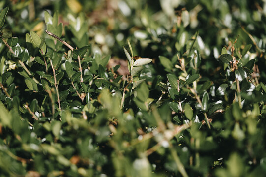 Dense green boxwood shrub leaves close up