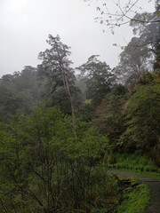 Fototapeta premium Misty mountain ridge with an ancient giant tree standing in the rain at Lala Mountain, Taiwan