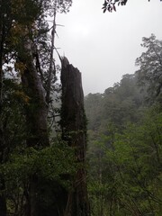 Fototapeta premium Broken but still standing ancient giant tree in the rain at Lala Mountain, Taiwan