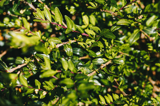 Close-up of lush green Lonicera nitida (Boxleaf Honeysuckle) foliage with small glossy leaves, ideal for garden hedges and landscaping.