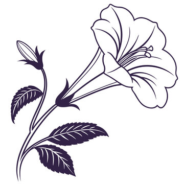 gloxinia silhouette on white background