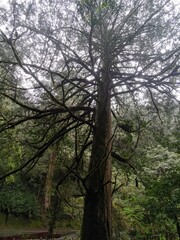 Fototapeta premium Low angle view of an ancient giant tree with canopy like a massive umbrella in the rain at Lala Mountain, Taiwan