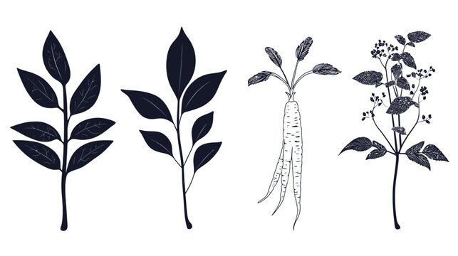 Black and white botanical illustrations including leaves, root vegetable, and flowering sprig