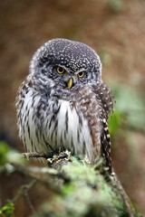 Fototapeta premium Eurasian pygmy owl (Glaucidium passerinum)
