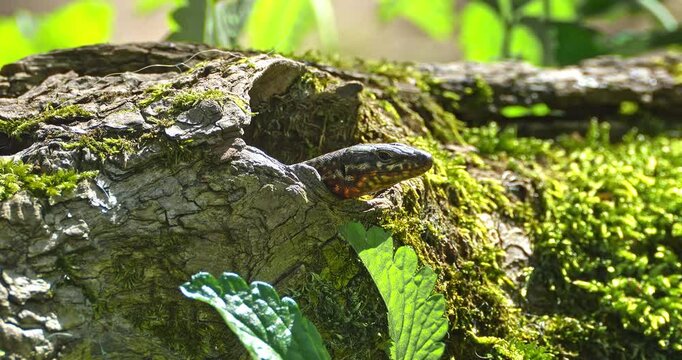 Macro - Lizard in the woods comes out of its den