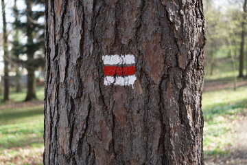 Zbliżenie na korę drzewa liściastego, faktura, spękania, naturalne kolory, na pniu czerwony znak szlaku turystycznego, leśne tło, natura, jesienny klimat. © Adam