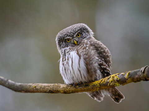 Eurasian pygmy owl (Glaucidium passerinum)