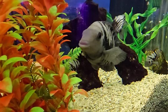 Striped cichlid fish swimming among vibrant orange and green artificial plants in decorated home aquarium with gravel bottom