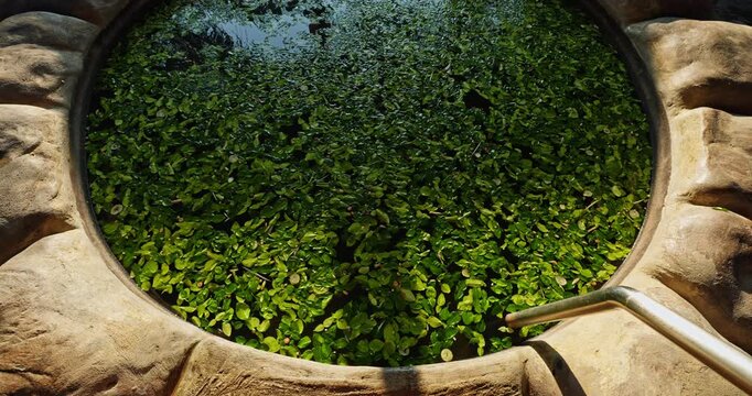 spa complex with pools and artificial waterfalls at sunset, baths with different herbs and flowers, abundant vegetation with flowers