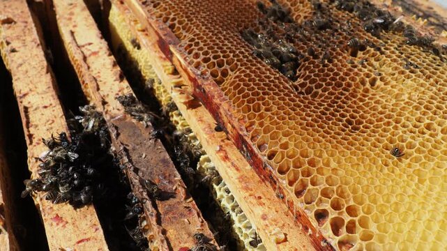 Scientific documentary photo: Honey bee colony collapse, dead bees in honeycomb due to starvation and cold spring