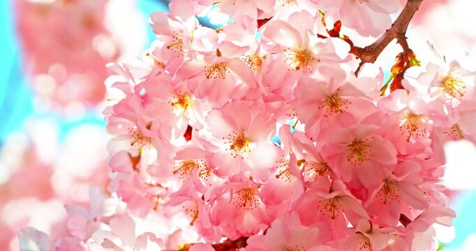 Cherry blossom branches in full bloom with falling petals in super slow motion. Soft pink petals drifting through clear blue sky create a dreamy and peaceful spring atmosphere.