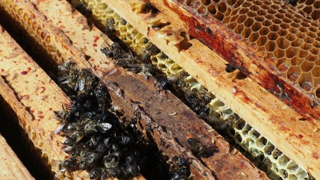 Scientific documentary photo: Honey bee colony collapse, dead bees in honeycomb due to starvation and cold spring