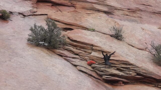 A Raven hops around looking for something on a steep sandstone mountainside in Zion National Park, Utah USA where Indian Paintbrush flowers and small bushes grow from cracks in the rock. 