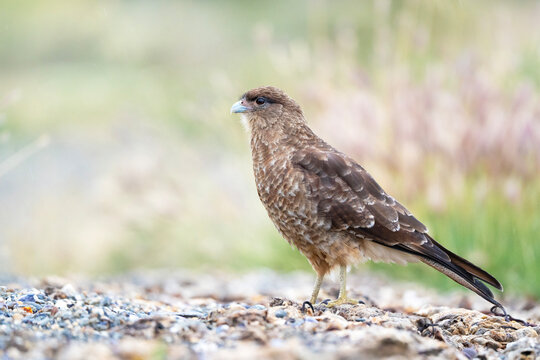 Chimango caracara, scavenger bird of South america, Daptrius chimango in Argentina