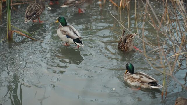 Mallard group on murky pond snatcher feeding male leads group through reeds jostling and dabbling for food quick splashes wing displays lively social interaction overcast wetland atmosphere dynamic