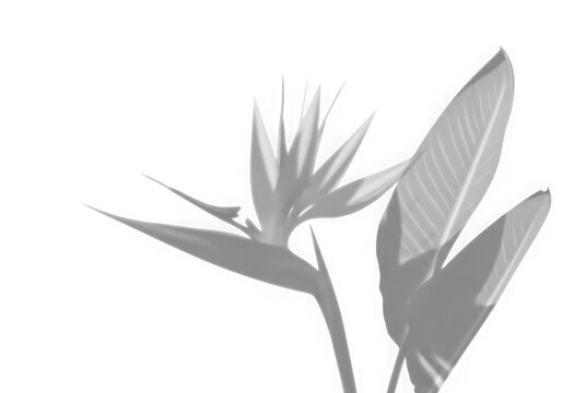 A detailed monochromatic illustration of a bird of paradise flower with large tropical leaves isolated on transparent background