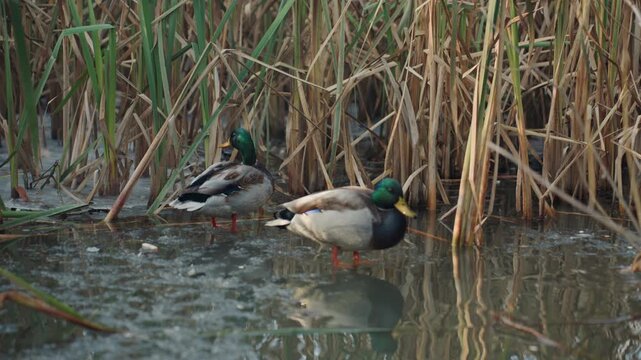 Two mallard ducks by reeds in quiet marsh water near muddy bank, drake preening while mate rests, soft reflections on still surface, muted winter palette, closeup wildlife portrait capturing habitat