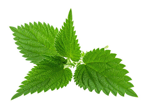 Green nettle leaf isolated on white background, fresh stinging nettle foliage cutout nature compositing