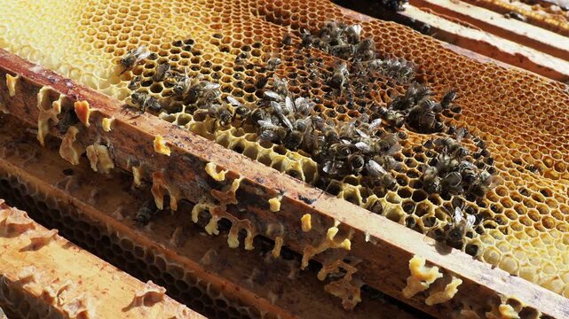 Scientific documentary photo: Honey bee colony collapse, dead bees in honeycomb due to starvation and cold spring