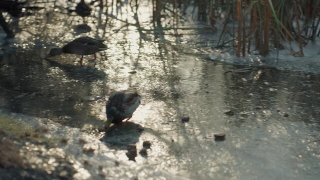 Sunlit frozen pond ducks foraging cautiously, small pair of mallard snatchers pecking at scattered crumbs near icy edge, reeds backlit, glittering water, soft winter light, careful movements creating