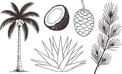 Hand Drawn Tropical and Desert Plants and Fruits Isolated White palm tree © Abdul