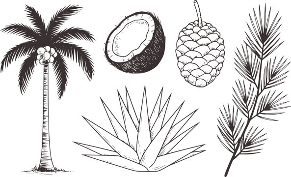 Hand Drawn Tropical and Desert Plants and Fruits Isolated White palm tree