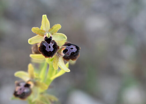 Wild orchid with copy space, soft natural background