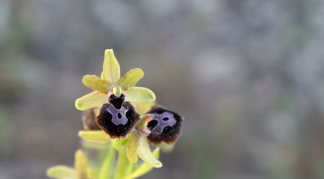 Wild orchid macro with copy space, soft natural background
