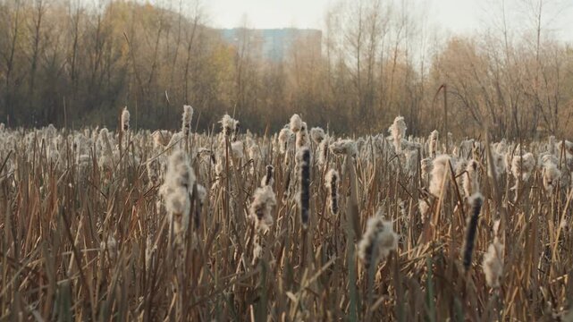 Autumn marsh cattails in golden light wide field of dried reeds and seed fluff, distant bare trees forming soft horizon, muted brown and gold palette, gentle breeze causing subtle sway, tranquil