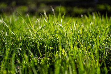 Naklejka premium Close up of fresh green grass blades in sunlight with shallow depth of field and blurred natural background in daytime.