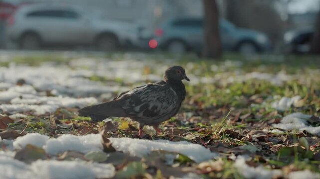 Snowy city pigeon snatching crumbs, bold thief darts across pavement and leaf litter, glossy wings and rapid pecks catch golden light, shallow focus isolates bird against traffic blur, candid urban