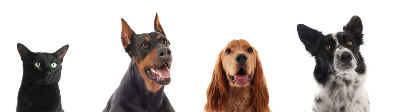 Row of domestic pets featuring black cat and diverse dog breeds